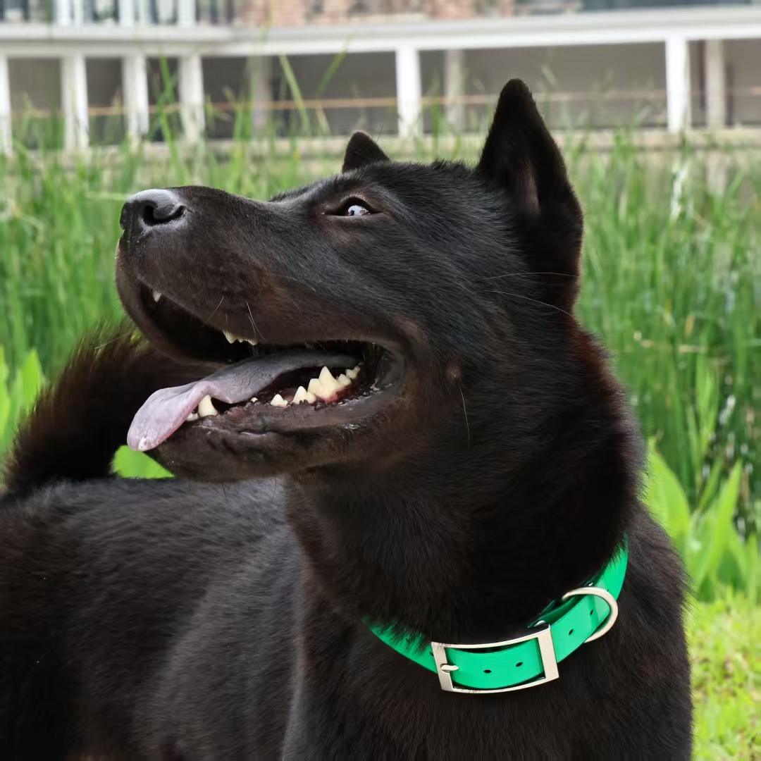 2.5cm Wide Heavy‑Duty TPU Dog  - đánh giá và giá Outdoor Hunting Dog Collar