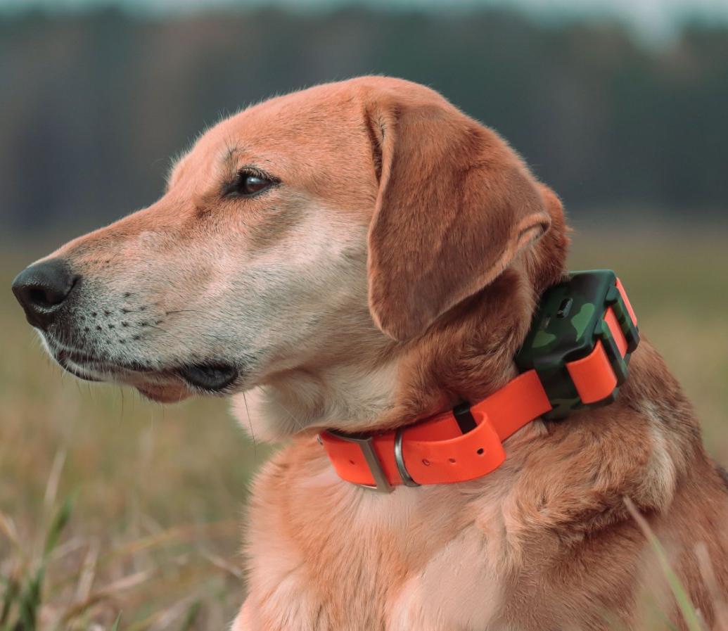 IP68 Waterproof Locator for Hu - đánh giá và giá Outdoor Hunting Dog Collar
